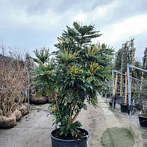 Mahonia media 'Charity' 200-250 cm container meerstammig extra