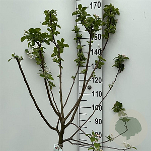 Malus 'Red Sentinel' 90 cm stam 10L