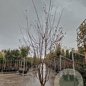 Malus toringo 350-400 cm draadkluit meerstammig