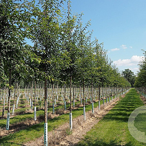 Malus toringo 'Brouwers Beauty' 12-14 HO draadkluit 3 X verplant