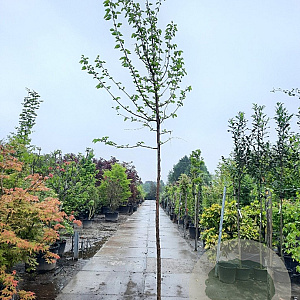 Morus nigra 200 cm stam container 12-14