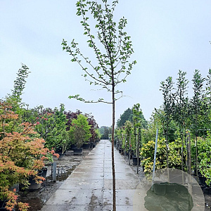 Morus nigra 200 cm stam container 12-14