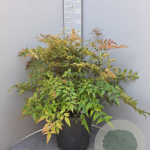 Nandina domestica 60-80 cm 25L