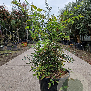 Nandina domestica 60-80 cm 30L