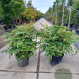 Nandina domestica 100-125 cm 25L