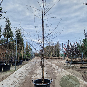 Nothofagus antarctica 200-225 cm 30L