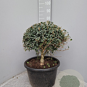 Osmanthus burkwoodii 50 cm container bol