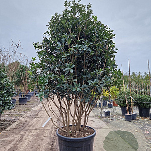 Osmanthus fortunei 175-200 cm container piramide