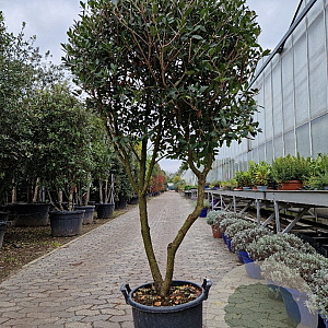 Osmanthus heterophyllus 160-180 cm container solitair