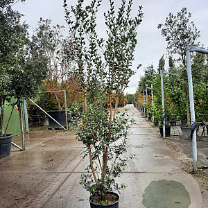 Osmanthus heterophyllus 175-200 cm 15L