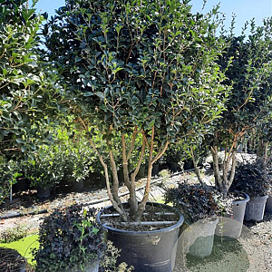Osmanthus heterophyllus 200-250 cm container 80 stam