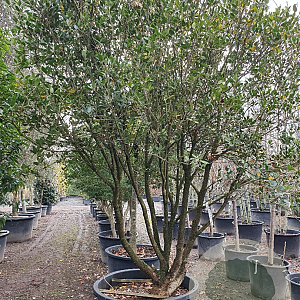 Osmanthus heterophyllus 250-300 cm container meerstammig