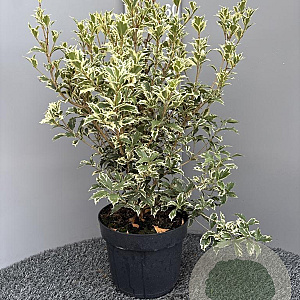 Osmanthus heter. 'Variegatus' 50-60 cm 7,5L