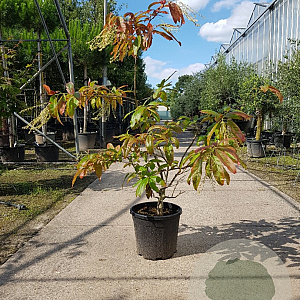 Oxydendrum arboreum 100-125 cm 20L