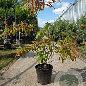 Oxydendrum arboreum 100-125 cm 20L