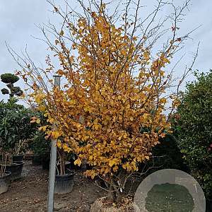 Parrotia persica 300-350 cm draadkluit meerstammig bijenkorf