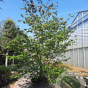 Parrotia persica 350-400 cm container solitair 2-3 tak