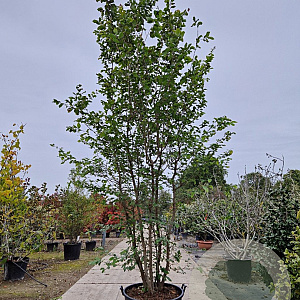 Parrotia persica 350-400 cm container meerstammig