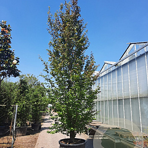 Parrotia persica 550-600 cm container meerstammig