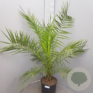 Phoenix canariensis 100-120 cm 9L