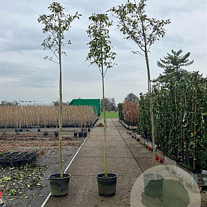 Photinia fraseri 'Red Robin' 8-10 cm 35L