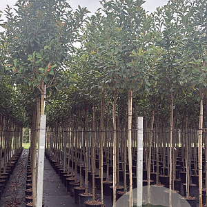 Photinia fraseri 'Red Robin' 8-10 cm 35L 170 cm stam