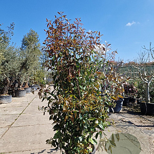 Photinia fraseri 'Red Robin' 200-250 cm 45L