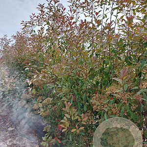 Photinia fraseri 'Red Robin' 250-300 cm 45L