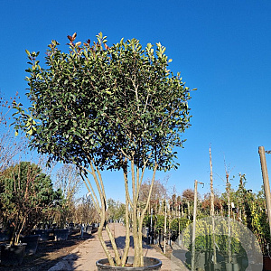 Photinia fraseri 'Red Robin' 300-350 cm cont. 230L paraplu