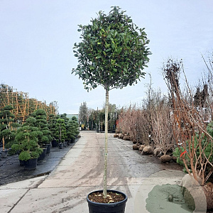 Photinia fraseri 'Red Robin' 180 cm stam container 14-16