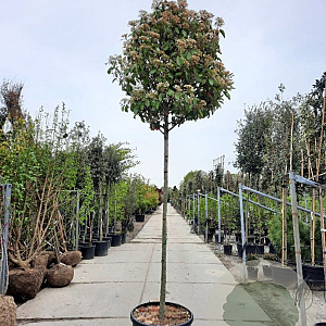 Photinia fraseri 'Red Robin' 200 cm stam container 20-25 leiboom