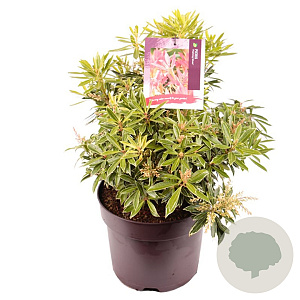 Pieris 'Flaming Silver' 40 cm 7,5L
