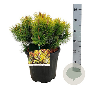 Pinus mugo 'Winter Gold' 30-40 cm 15L