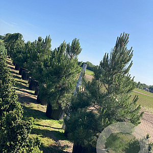 Pinus nigra 200-250 cm container solitair