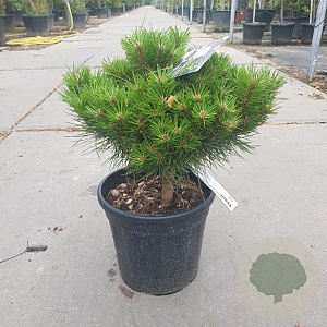Pinus nigra Brepo 30-40 cm 10L bol
