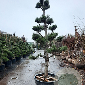 Pinus nigra nigra 300-350 cm container