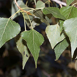 Populus nigra 12-14 HO draadkluit 3 X verplant
