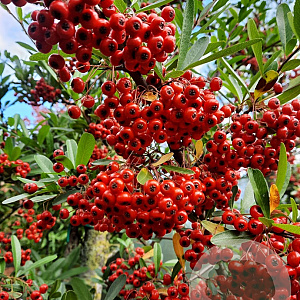 Pyracantha coccinea 120 cm stam container 12-14