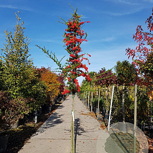 Pyracantha coccinea 120 cm stam container 12-14