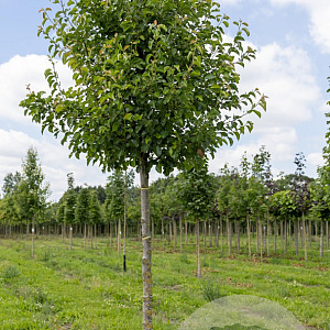 Pyrus calleryana 'Chanticleer' 16-18 HO draadkluit 3 X verplant