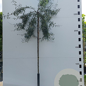 Pyrus salicifolia 'Pendula' 6-8 HO container 180 cm stam