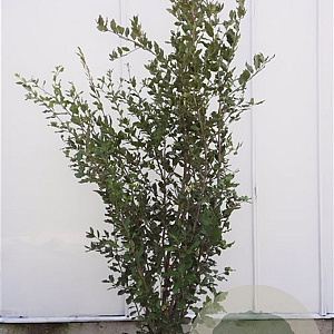 Quercus ilex 175-200 cm 30L