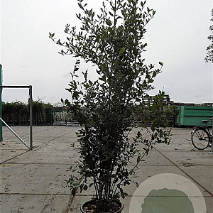 Quercus ilex 175-200 cm 30L