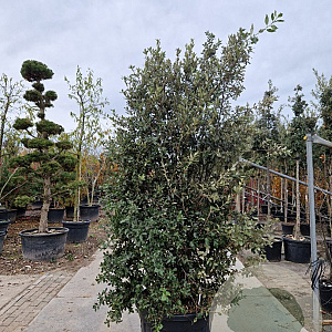Quercus ilex 200-250 cm cont. 150L meerstammig