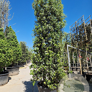 Quercus ilex 250-300 cm container meerstammig