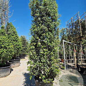 Quercus ilex 250-300 cm container meerstammig