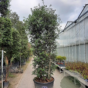Quercus ilex 300-350 cm cont. 200L meerstammig