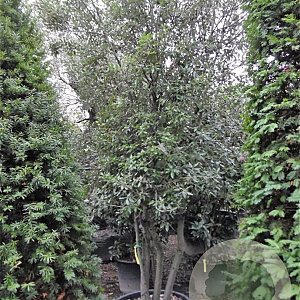 Quercus ilex 350-400 cm container piramide
