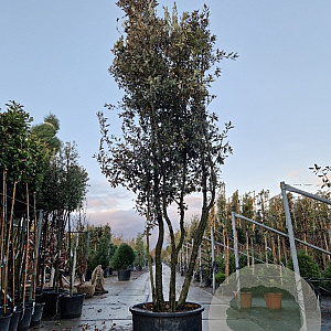 Quercus ilex 350-400 cm cont. 230L paraplu