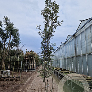 Quercus ilex 400-450 cm cont. 750L meerstammig